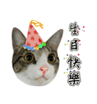Cute Cat Hai-shen（個別スタンプ：29）