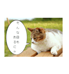 Cats Daily Life（個別スタンプ：1）