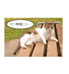 Cats Daily Life（個別スタンプ：2）