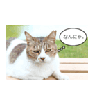 Cats Daily Life（個別スタンプ：3）
