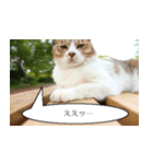 Cats Daily Life（個別スタンプ：4）