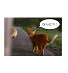 Cats Daily Life（個別スタンプ：6）