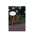 Cats Daily Life（個別スタンプ：7）