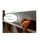Cats Daily Life（個別スタンプ：8）