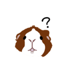 talking guinea pigs！（個別スタンプ：3）