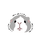 talking guinea pigs！（個別スタンプ：4）