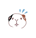 talking guinea pigs！（個別スタンプ：8）