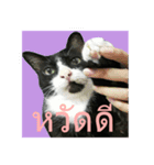 Mafia The Cat（個別スタンプ：1）