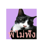 Mafia The Cat（個別スタンプ：2）