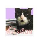 Mafia The Cat（個別スタンプ：3）
