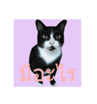 Mafia The Cat（個別スタンプ：4）