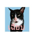 Mafia The Cat（個別スタンプ：5）