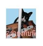 Mafia The Cat（個別スタンプ：6）
