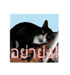 Mafia The Cat（個別スタンプ：7）