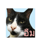 Mafia The Cat（個別スタンプ：8）
