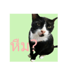 Mafia The Cat（個別スタンプ：11）