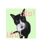 Mafia The Cat（個別スタンプ：12）
