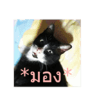 Mafia The Cat（個別スタンプ：13）