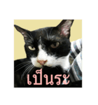 Mafia The Cat（個別スタンプ：14）