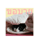Mafia The Cat（個別スタンプ：15）
