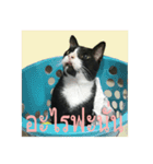 Mafia The Cat（個別スタンプ：16）