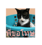 Mafia The Cat（個別スタンプ：17）