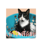 Mafia The Cat（個別スタンプ：18）