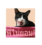 Mafia The Cat（個別スタンプ：19）