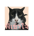 Mafia The Cat（個別スタンプ：20）