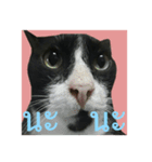 Mafia The Cat（個別スタンプ：21）