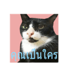 Mafia The Cat（個別スタンプ：22）