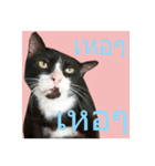 Mafia The Cat（個別スタンプ：23）