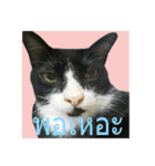 Mafia The Cat（個別スタンプ：24）