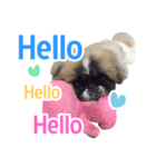 Jedi the Pekingese（個別スタンプ：1）