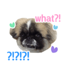 Jedi the Pekingese（個別スタンプ：5）