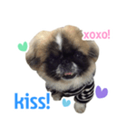 Jedi the Pekingese（個別スタンプ：7）