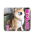 柴犬まり（個別スタンプ：1）