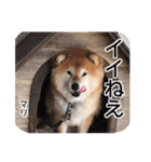 柴犬まり（個別スタンプ：5）