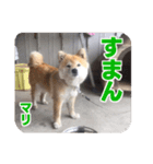 柴犬まり（個別スタンプ：7）