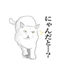 ゴールデンレトリバー犬と猫とパンダ。（個別スタンプ：15）