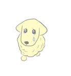 ゴールデンレトリバー犬と猫とパンダ。（個別スタンプ：19）