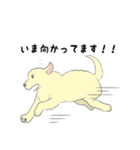 ゴールデンレトリバー犬と猫とパンダ。（個別スタンプ：27）