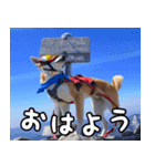 登山犬 茶々丸（個別スタンプ：1）