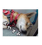 登山犬 茶々丸（個別スタンプ：2）
