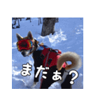 登山犬 茶々丸（個別スタンプ：3）