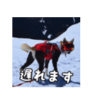 登山犬 茶々丸（個別スタンプ：4）