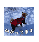 登山犬 茶々丸（個別スタンプ：5）