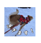 登山犬 茶々丸（個別スタンプ：6）