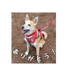 登山犬 茶々丸（個別スタンプ：7）