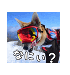 登山犬 茶々丸（個別スタンプ：8）